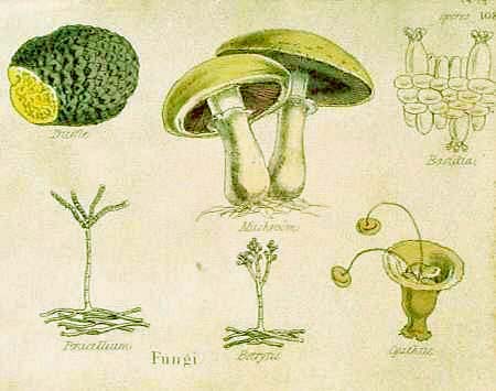 What are the three types of fungi?