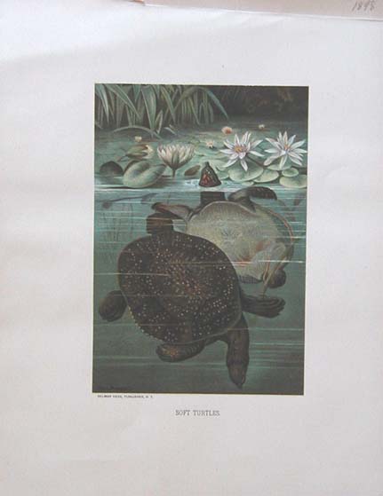 Matamata Print 1865 Original Antique Reptiles Engraving Written Tortoise Striped Tortoise Antique Turtle print Hand Colored Engraving