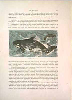 Grampus Whale
